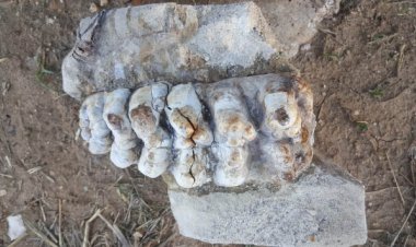 Çanakkale'de 8-9 milyon yıllık fil fosili bulundu